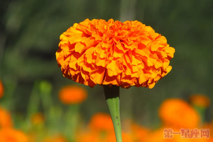 万寿菊的花语及传说