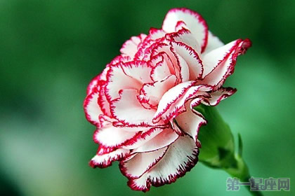 康乃馨一年可以开几次花