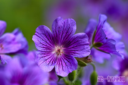 专属于双鱼座的守护花