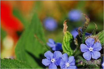 4月3日花语:绿朱草,生日花语伪装