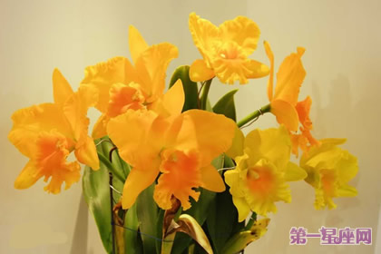 详解：卡特兰花语及代表意义