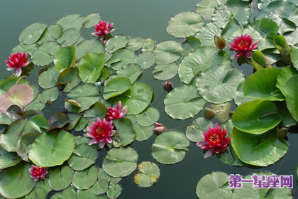 8月5日花语:睡莲,生日花语妖艳