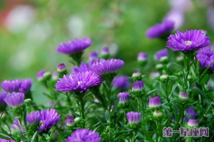 花语：紫苑，生日花语活动家