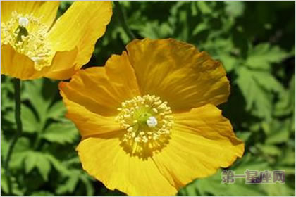 5月15日花语:威尔斯罂粟,生日花语天上的花