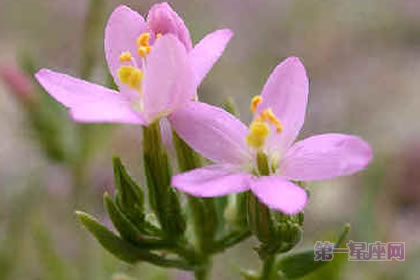 6月7日花语:日本鬼灯檠,生日花语万能