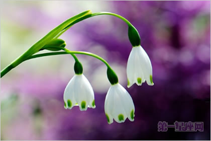 4月20日花语:雪片莲,生日花语新生