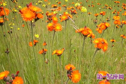 7月19日花语：橘色的山柳兰，生日花语独具慧眼