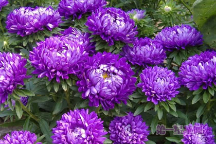 8月11日生日花：翠菊，生日花语贞操