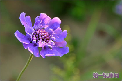 花语:山萝卜,生日花语争斗心