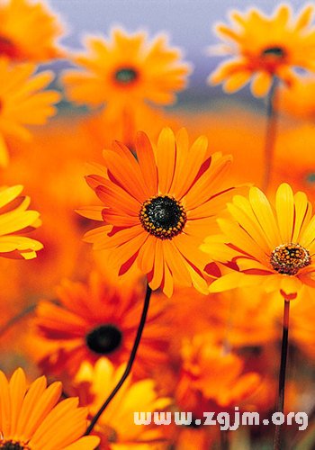 石斛兰_石斛兰花语大全，石斛兰的功效与作用及食用方法