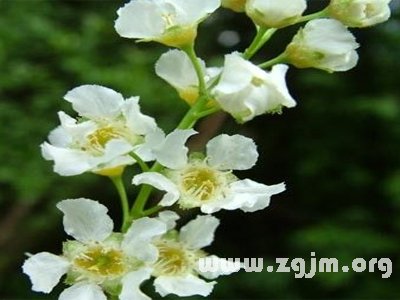 葡萄牙月桂树的花语