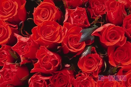 6月5日花语：犬玫瑰，生日花语旅情