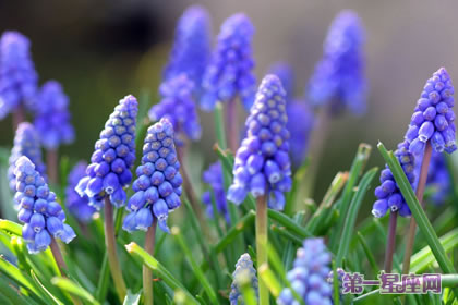 风信子花语：紫色风信子花语代表什么？