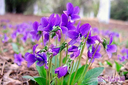 花语大全：紫花地丁的花语是什么？