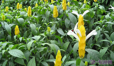 金苞花花语：百年好合、飞黄腾达