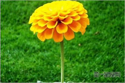 3月25日花语：金盏花，生日花语救济