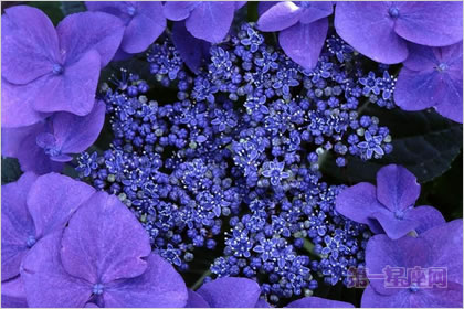 4月10日花语：野生紫萝兰，生日花语薄命