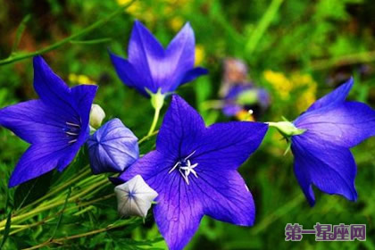 爱情花语：什么花代表不变的爱？