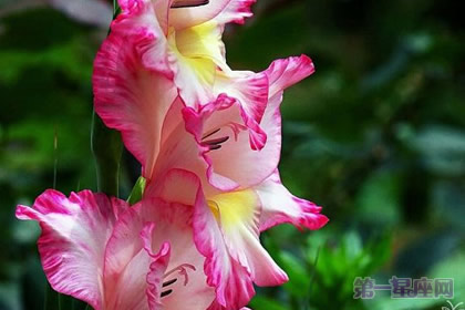 四大切花唐菖蒲的花语是什么？