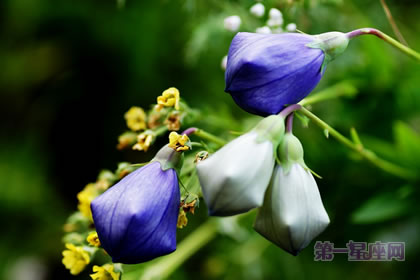 【恋爱花语】什么花代表恋爱？