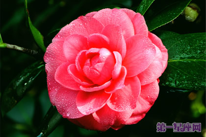 花语大全：冬天花的花语