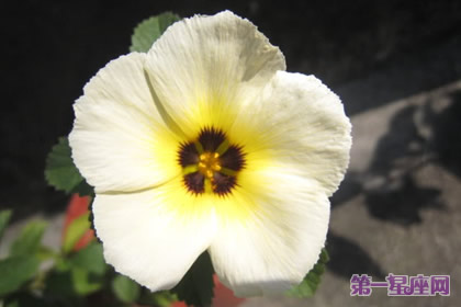 花语:时钟花,生日花语踏实