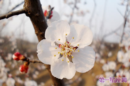 二月杏花