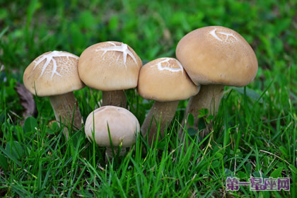 花语：蘑菇，生日花语滋味