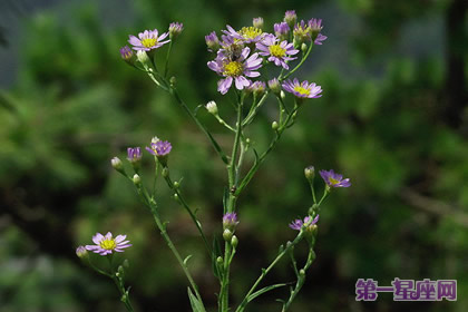 花语：柳叶紫苑，生日花语考验