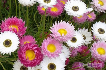 麦秆菊花语:永恒的记忆、刻画在心