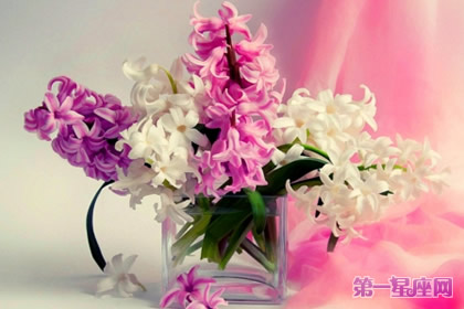 11月9日花语:风信子,生日花语注目