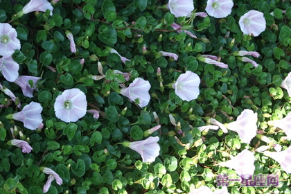 打碗花的花语是什么?