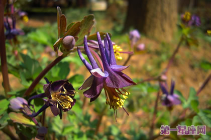 详解:紫色耧斗菜的花语