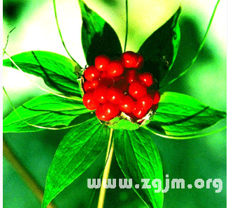 七叶一枝花的花语