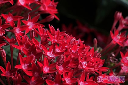 12月20日生日花语:雨伞花,生日花语正统性