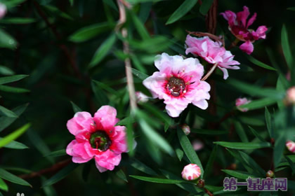 生日花语:松红梅的花语