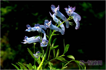 3月21日花语：白延湖索，生日花语开始