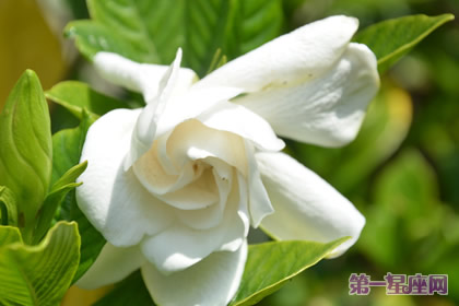 花语大全:春天花的花语