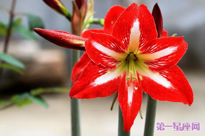 8月26日花语:孤挺花,生日花语芬芳