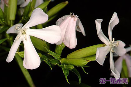 花语:石碱草,生日花语历史