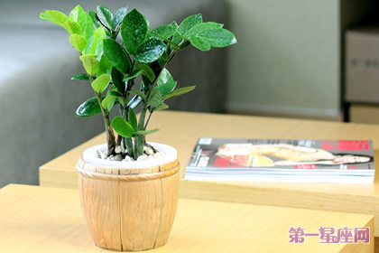 金钱树花语:招财进宝、荣华富贵