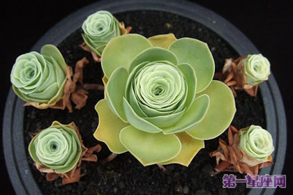 详解:山地玫瑰花语及寓意